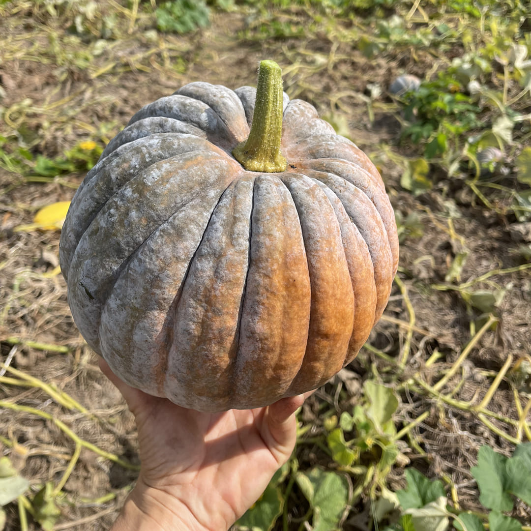 Bio-Moschata-Kürbis "Futsu Black"