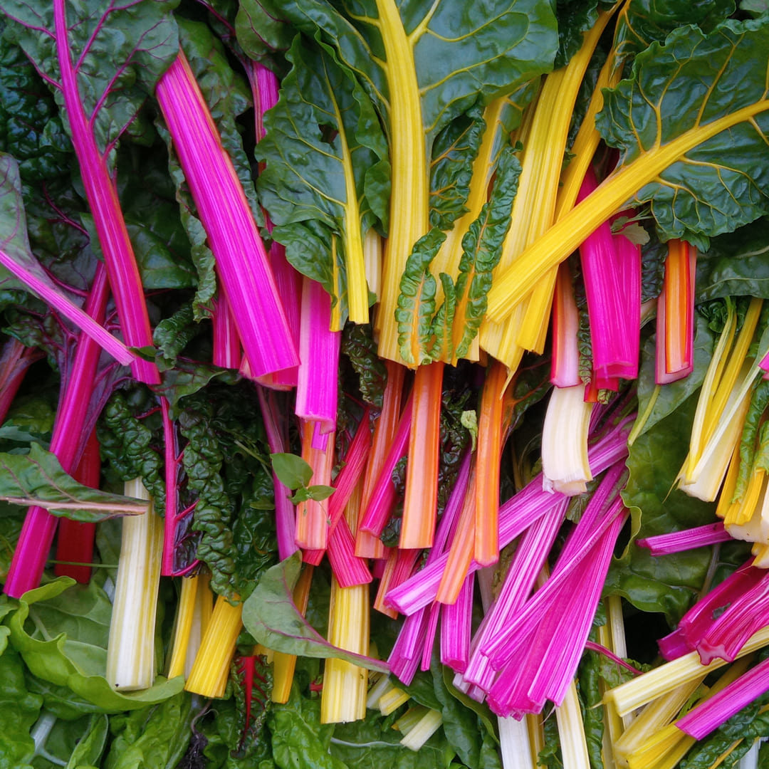 Bio-Mangold "Rainbow" Regenbogenmangold