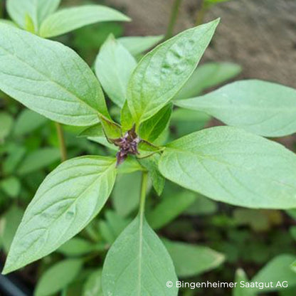 Bio-Thaibasilikum im Topf (Ocimum basilicum)