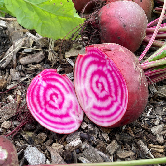 Querschnitt der Ringelbeete Tondo di chioggia