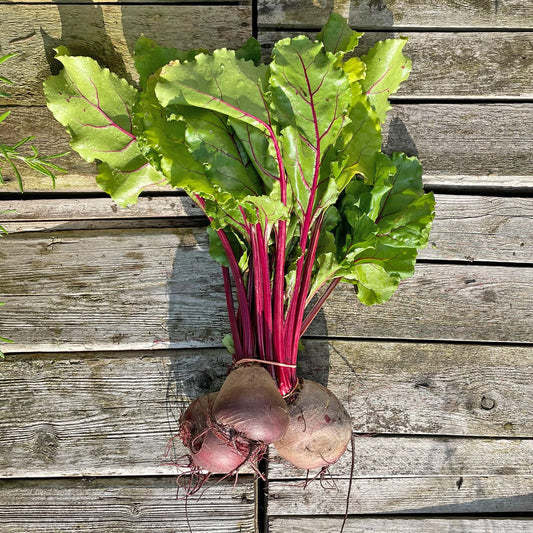 Bio-Rote Beete "Gesche"