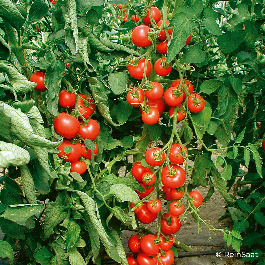 Rote Freilandtomate Matina