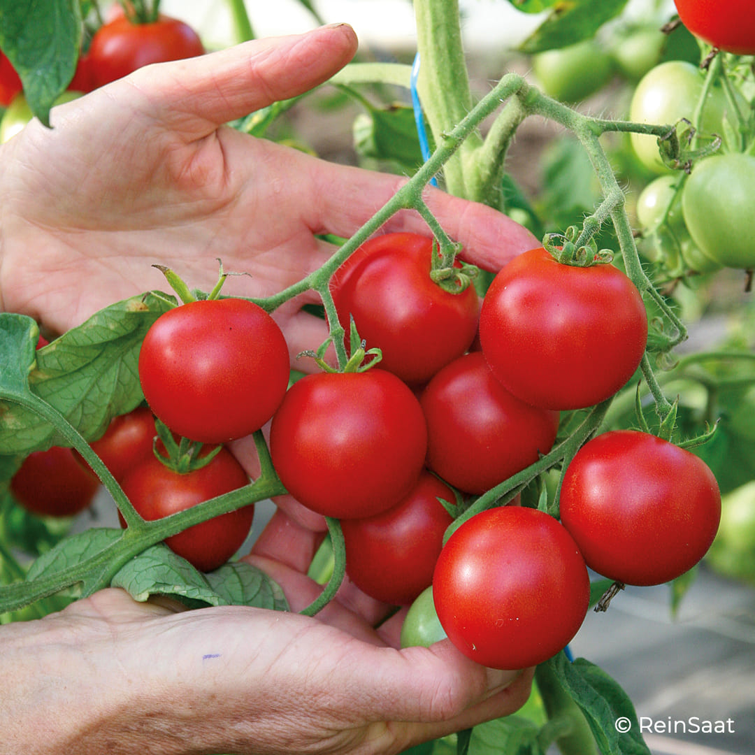 Salattomate Matina