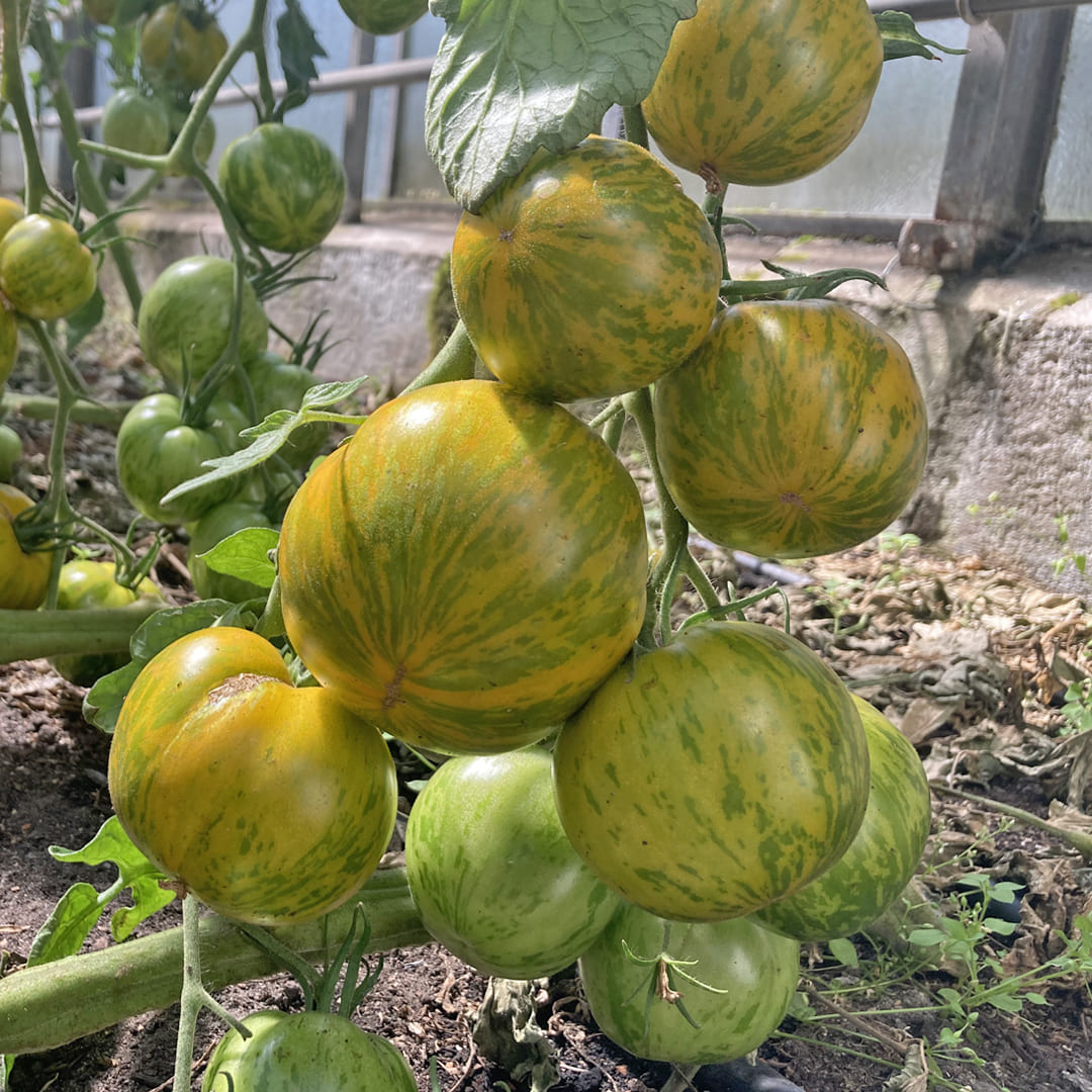 Salattomate Green Zebra