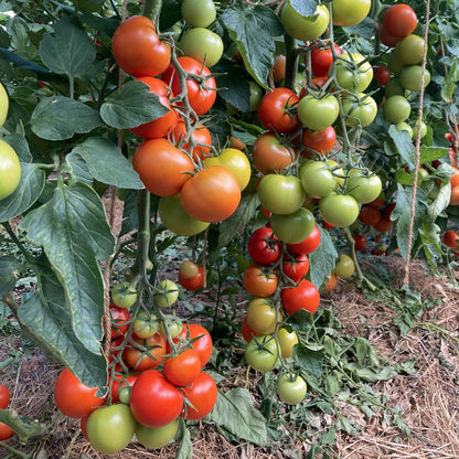 Bio-Salattomate "Tica"
