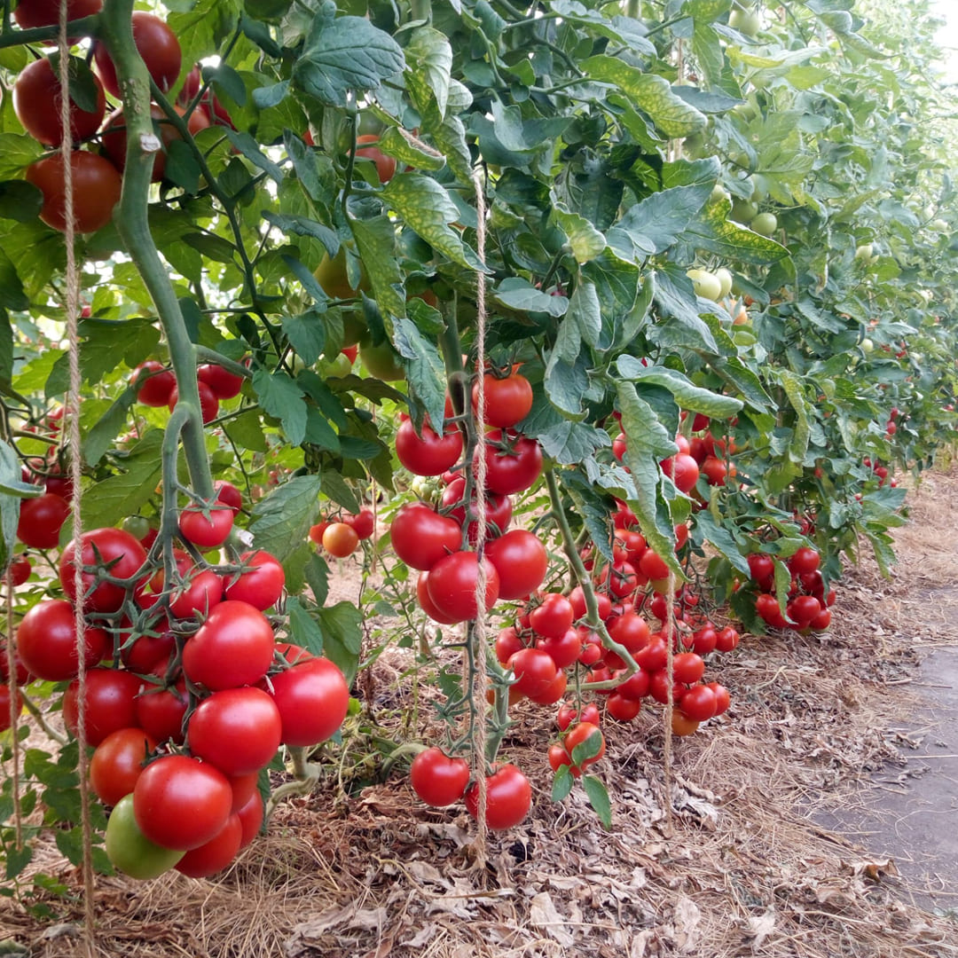 Bio-Salattomate "Tica"