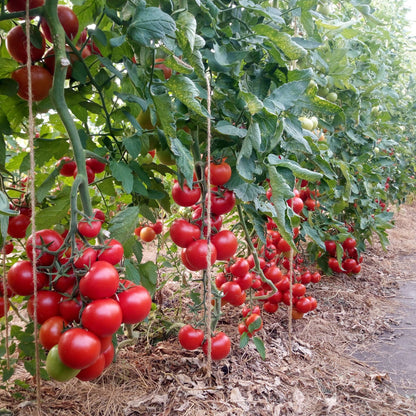 Bio-Salattomate "Tica"