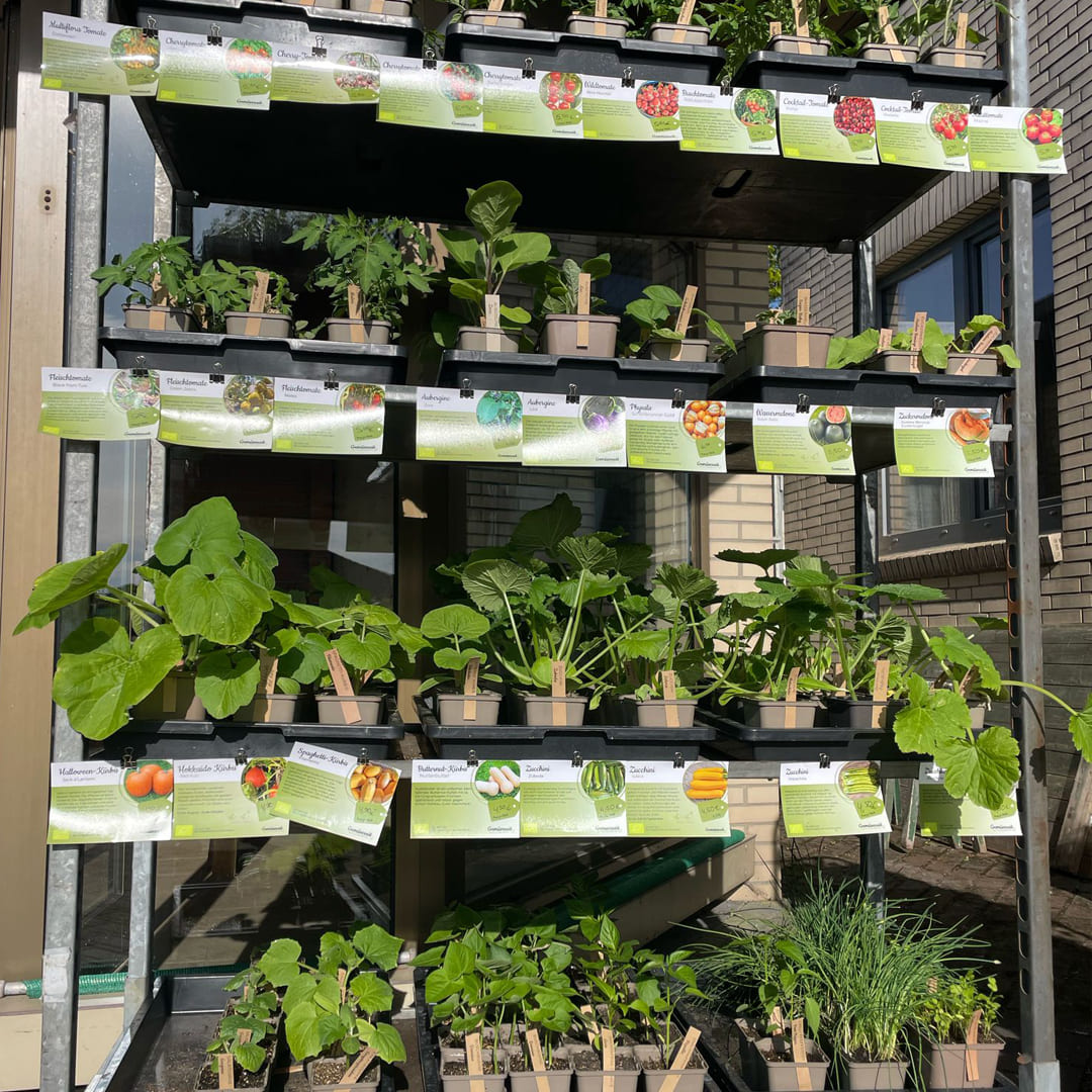 SB-Jungpflanzenstand