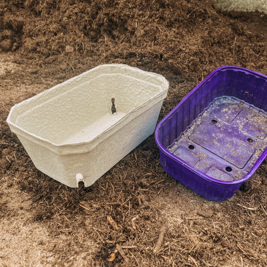 Bio-Jungpflanzenanzucht für den Hobbygarten