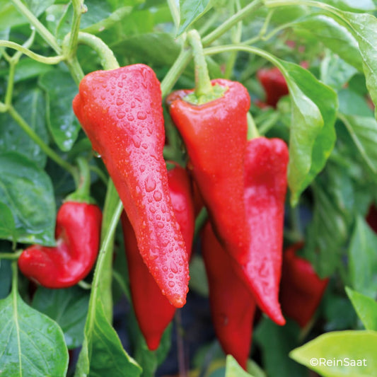 Rote Snackpapika Piquillo