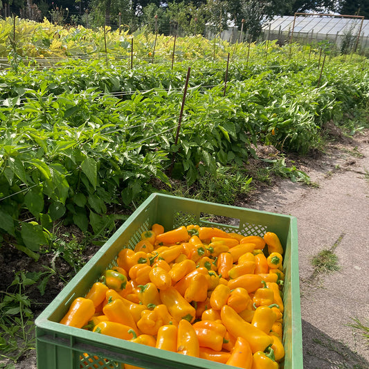 Snackpapika Radja Ernte