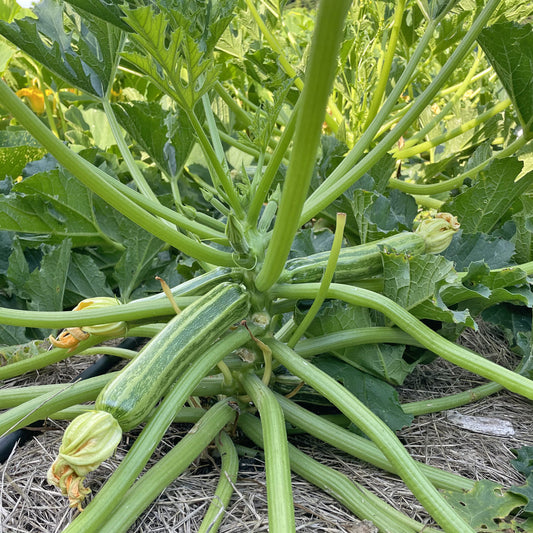 Gestreifte Zucchini Malachita