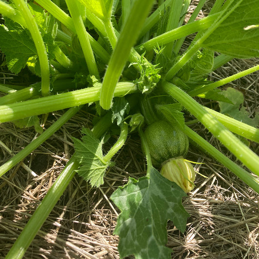 Runde Zucchini Runde von Nizza an Pflanze