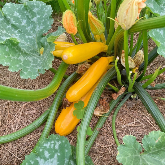 Bio-Jungpflanze Zucchini Solara