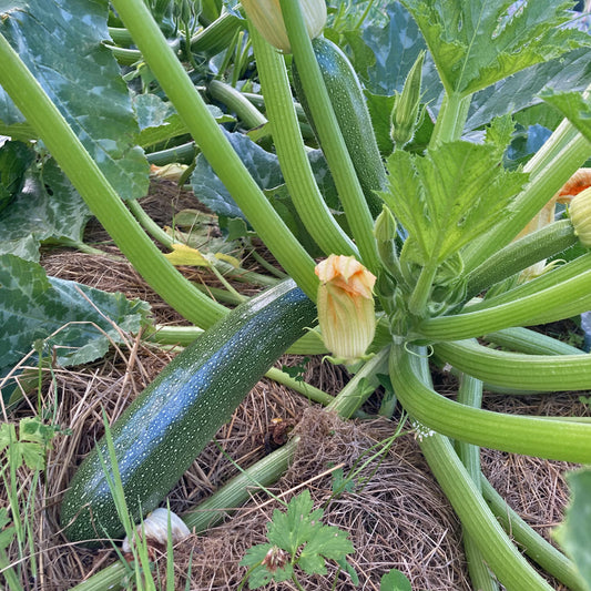 Zucchinipflanze Zuboda mit Frucht