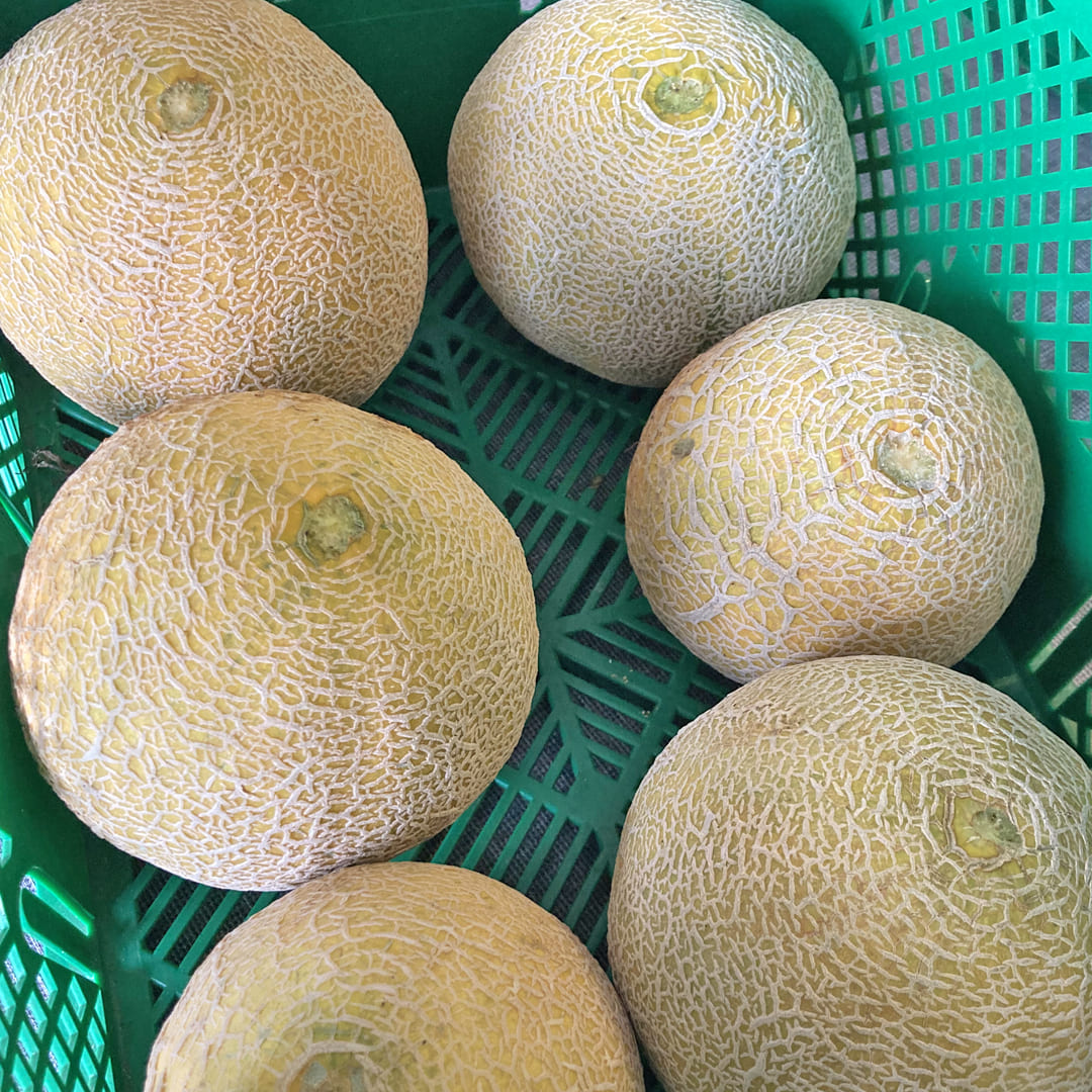 Zuckermelone Auslese Benarys Zuckerkugel Ernte