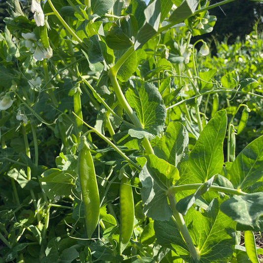 Bio-Jungpflanze Zuckererbse Ambrosia