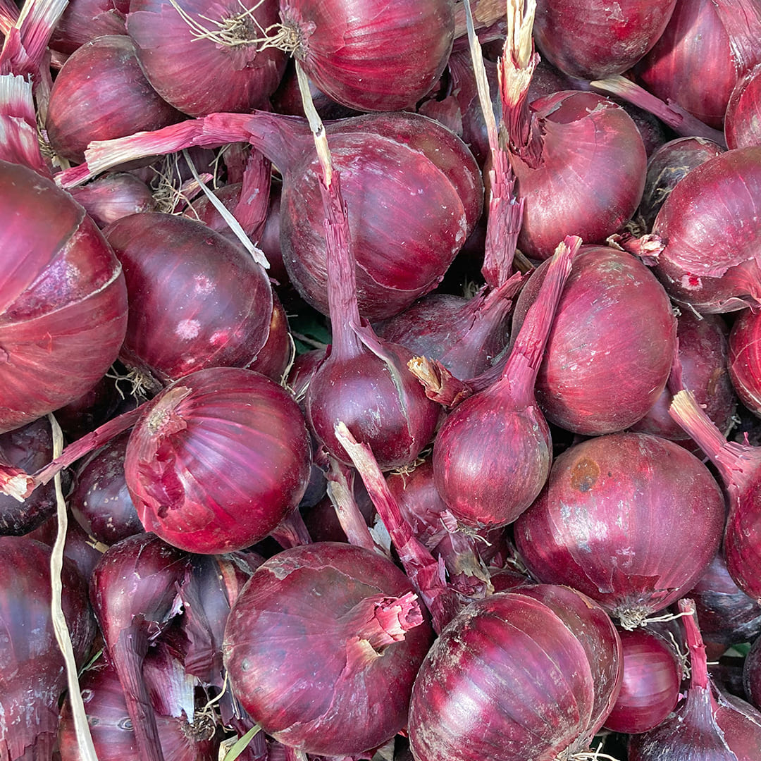 Rote Zwiebeln 