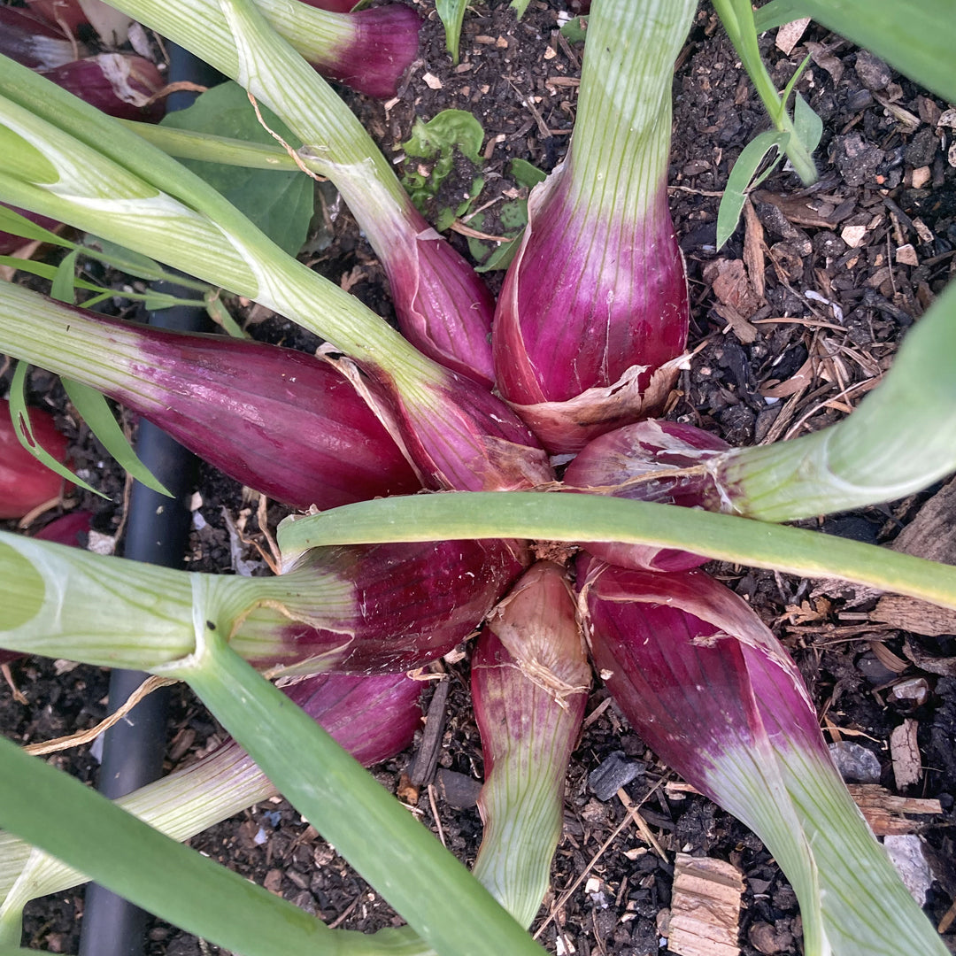 Rote Bundzwiebeln im Beet