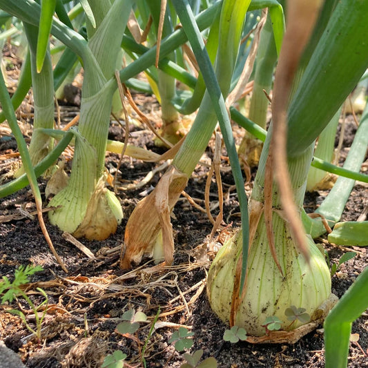 Bio-Jungpflanze Zwiebel Sturon, 6er-Schale