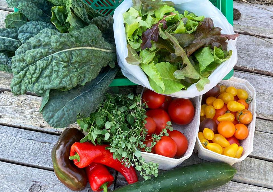 Gemüsekiste mit Salat, Kohl, Tomaten, Paprika und Gurke