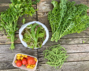 Grünkohl, Salat, Tomaten, Bohnen und Petersilie