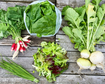 Mairüben, Salat, Frühingszwiebeln, Radieschen und Spinat