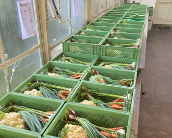 Gemüsekisten auf dem Packgang